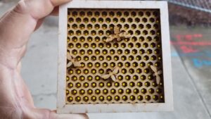 Multi-layered Bee Hive coaster